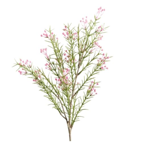 Early Wax Flower Spray Pink 55cm