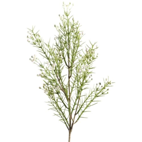 Early Wax Flower Spray White 55cm