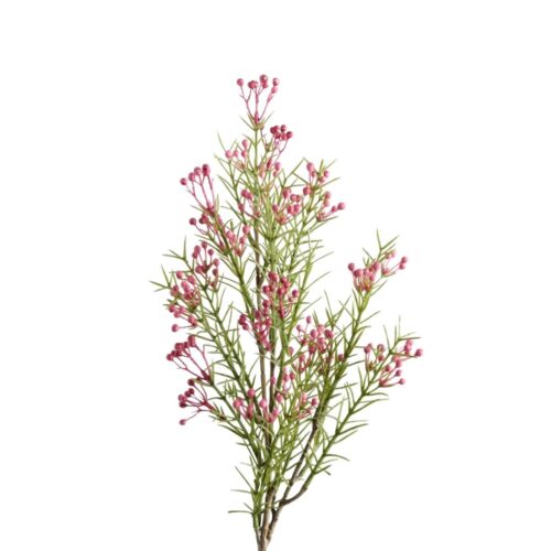 Early Wax Flower Spray Raspberry 55cm