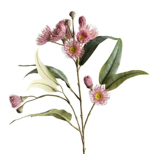 Eucalyptus Flowering Gum Dusty Pink 75cm