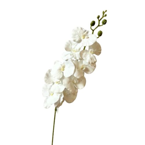 Phalaenopsis Orchid Bliss White 92cm