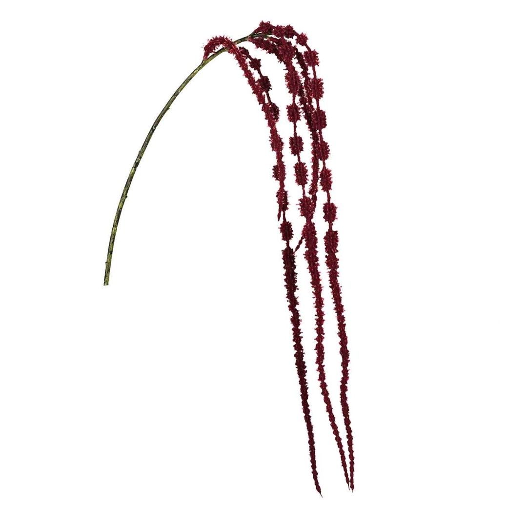 Amaranthus Love Lies Bleeding Red 110cm